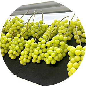 シャインマスカット