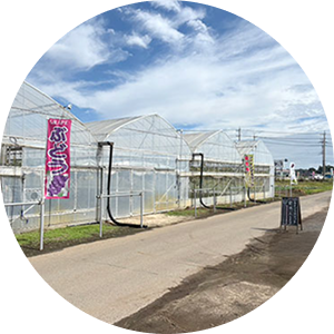 樹ぶどう園　ハウス入口