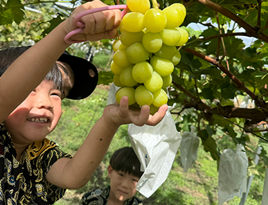 ぶどう狩り