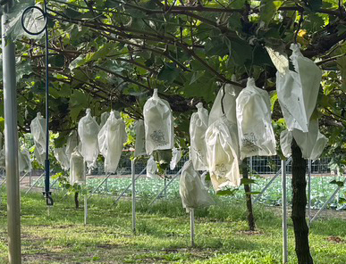 シャインマスカットのオーナーになる
