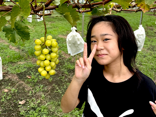 樹ぶどう園でぶどう狩りをするこども