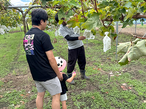 樹ぶどう園でぶどうの生育を見学する親子